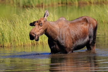 Alaska moose, Alces alces gigas, Tanana River, Alaska, USA,
