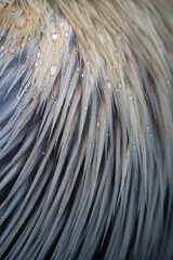 Close-up of bird feathers - 714320445