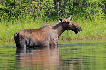 Fototapeta premium Alaska moose, Alces alces gigas, Tanana River, Alaska, USA,