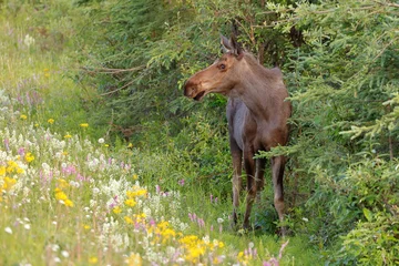 Alaska moose, Alces alces gigas, Trapper Creek, Denali, Alaska, USA,