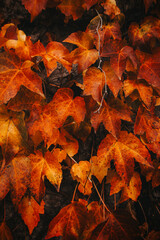 Red-orange maple leaves on a wall in Dinant in Wallonia region, Belgium