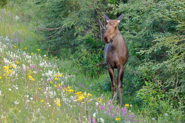Alaska moose, Alces alces gigas, Trapper Creek, Denali, Alaska, USA,