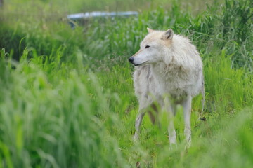 Arctic wolf, Canis lupus arctos, Kenai, Alaska, USA,