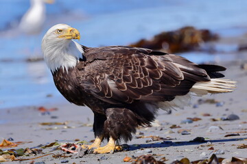Bald eagle, Haliaeetus leucocephalus, Anchor River, Kenai, Alaska, USA,