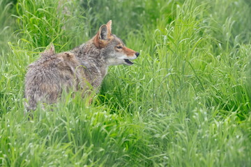 Naklejka na ściany i meble Coyote, Canis latrans, Kenai, Alaska, USA,