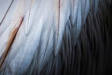 Close-up of bird feathers - 714321084