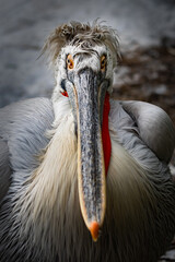Close-up of a Dalmatian pelican - 714321202