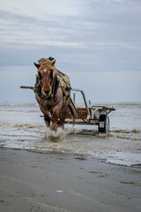 coastal tradition shrimp fishing on horse