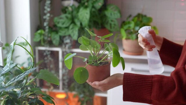 Woman spraying Pilea peperomioides, holding pot in hand close-up, female irrigation leaves Chinese money plant, interior of home garden with many houseplant on background. Hobby, plant care concept. 