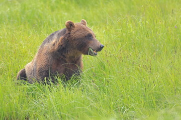 Grizzly bear, Ursus arctos horribilis, Kenai, Alaska, USA,