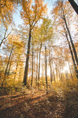 Colourful autumn forest in the Brabantse Wouden National Park. Colour during October and November in the Belgian countryside. The diversity of breathtaking nature