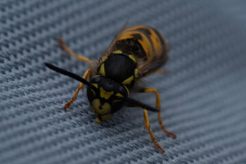 Wasp macro