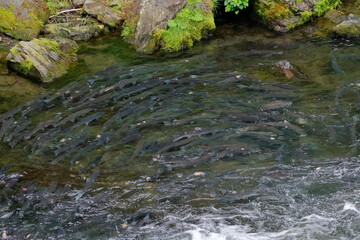 Salmon, Russian River, Kenai,  Alaska, USA,