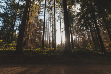 Naklejka premium Colourful autumn forest in the Brabantse Wouden National Park. Colour during October and November in the Belgian countryside. The diversity of breathtaking nature