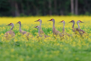 Sandhill crane, Antigone canadensis, Creamer´s Field Migratory Waterfowl Refuge, Fairbanks,...