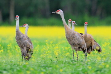 Sandhill crane, Antigone canadensis, Creamer´s Field Migratory Waterfowl Refuge, Fairbanks,...