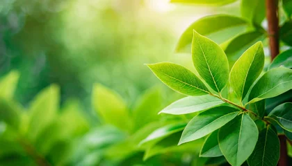  beautiful nature view of green leaf on blurred greenery background in garden and sunlight with copy space using as background natural green plants landscape ecology fresh wallpaper concept © Heaven