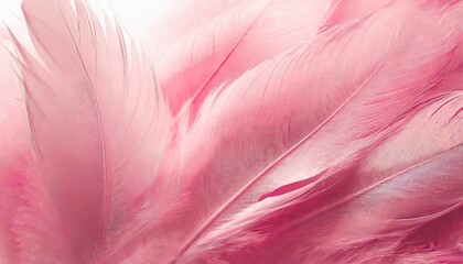 beautiful abstract light pink feathers on white background white feather frame on pink texture pattern and pink background love theme wallpaper and valentines day white gradient