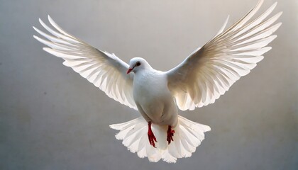 white dove on white background