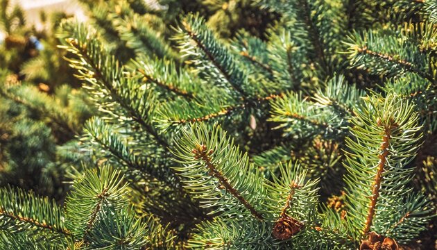 christmas fir tree brunch textured background fluffy pine tree brunch close up green spruce