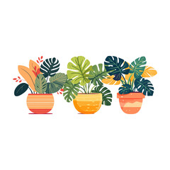 Tropical Large Leaf Houseplants in the Pots 