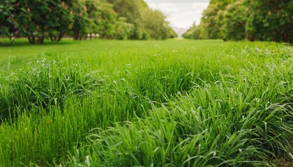 Obraz na płótnie Canvas fresh green grass background in sunny summer day in park