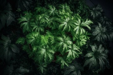 Overhead view of a plant indoors. Generative AI