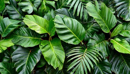 tropical green leaves background - obrazy, fototapety, plakaty