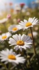 Obraz premium daisies of the sky