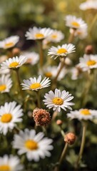 Fototapeta premium daisies in a field