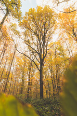 Colourful autumn forest in the Brabantse Wouden National Park. Colour during October and November in the Belgian countryside. The diversity of breathtaking nature