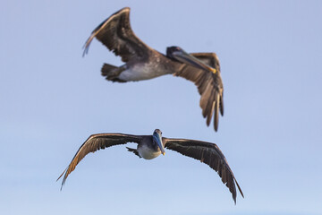 San Francisco Road Trip. Photo Credit: Sergei Belski