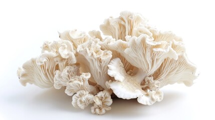 Fototapeta na wymiar White fungus on isolated white background.