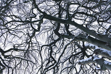 View up in the winter sky through snowy branches of a tree in contrast to the sky