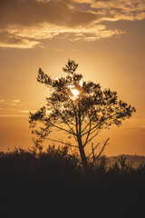 Orange morning sun illuminates the felled trees of Grenspark Kalmthoutse Heide near Antwerp in northwest Belgium