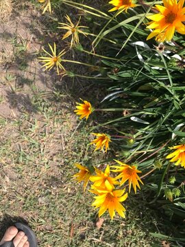 flores anaranjadas de la planta Mutisia