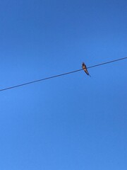 pequeña golondrina posada sobre el cable de electricidad