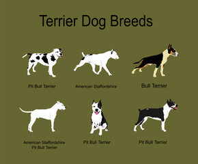 Fighters terrier dog breeds collection vector poster illustration isolated on background. Pit bull terrier. American Staffordshire terrier. Pit bull. Stafford dog. Guardian police and military breeds. - obrazy, fototapety, plakaty
