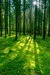 Fototapety na wymiar - Fototapeta24.pl