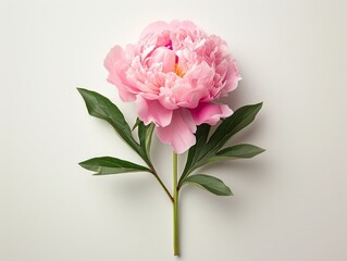 Beautiful Pink Peony Flower on White Background AI Generated