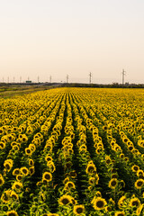 sunset in agricultural field of cordoba argentina with hectares of sunflowers