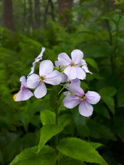 Obraz na płótnie Canvas Small beautiful flowers of lilac color. Latin name: Cardamine bulbifera