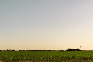 sunset in agricultural field of cordoba argentina with hectares of sunflowers