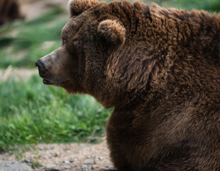 Portrait of a ta brown bear