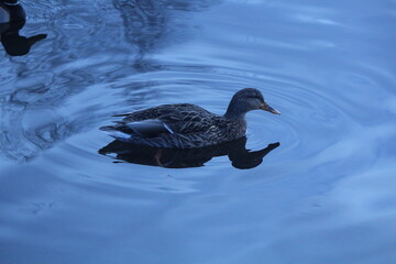 duck in the water