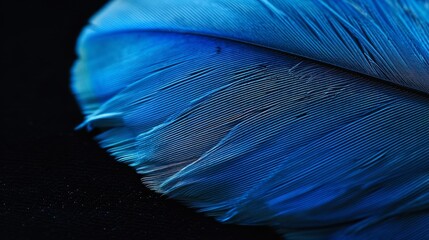 a close up of a blue feather on a black background.   