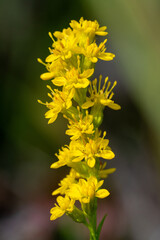 A single stem of yellow solidago nemoralis, old field goldenrod in bloom, Marsh Trail, Ten Thousand Islands NWR, Florida