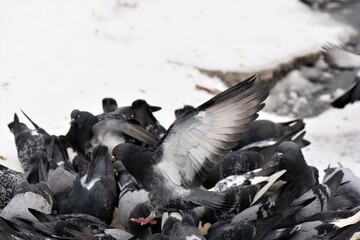 pigeons in the snow