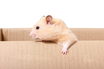 Funny hamster looking out of a cardboard box