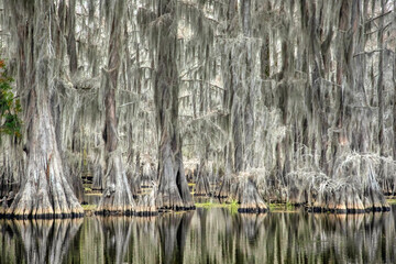 Caddo Lake in Texas during the Autumn season with the Cypress trees changing colors.